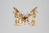  ( - GeoCR 34166)  @13 [ ] Copyright (2013) Gunnar Brehm Institut fuer Spezielle Zoologie und Evolutionsbiologie, Friedrich-Schiller Universität Jena
