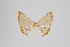  (Eois BioLep19 - GeoCR 35518)  @15 [ ] Copyright (2013) Gunnar Brehm Institut fuer Spezielle Zoologie und Evolutionsbiologie, Friedrich-Schiller Universität Jena