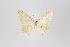  (Eois nr. olivacea - ID 18863)  @14 [ ] Copyright (2013) Gunnar Brehm Institut fuer Spezielle Zoologie und Evolutionsbiologie, Friedrich-Schiller Universität Jena