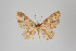  (Eois sp. 2617 - ID 21558)  @13 [ ] Copyright (2013) Gunnar Brehm Institut fuer Spezielle Zoologie und Evolutionsbiologie, Friedrich-Schiller Universität Jena