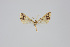  ( - ID 21654)  @11 [ ] Copyright (2013) Gunnar Brehm Institut fuer Spezielle Zoologie und Evolutionsbiologie, Friedrich-Schiller Universität Jena