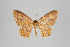  ( - ID 24090)  @13 [ ] Copyright (2013) Gunnar Brehm Institut fuer Spezielle Zoologie und Evolutionsbiologie, Friedrich-Schiller Universität Jena