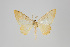  ( - ID 24092)  @13 [ ] Copyright (2013) Gunnar Brehm Institut fuer Spezielle Zoologie und Evolutionsbiologie, Friedrich-Schiller Universität Jena