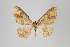  (Eois sp. 2613 - ID 24093)  @11 [ ] Copyright (2013) Gunnar Brehm Institut fuer Spezielle Zoologie und Evolutionsbiologie, Friedrich-Schiller Universität Jena