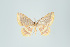  (Eois hermosaria - ID 45715)  @13 [ ] Copyright (2013) Gunnar Brehm Institut fuer Spezielle Zoologie und Evolutionsbiologie, Friedrich-Schiller Universität Jena
