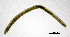  (Fridericia maculata - RS2081)  @11 [ ] by-nc-sa (2024) R.M.Schmelz n/a