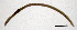  (Fridericia paroniana - RS2101)  @11 [ ] by-nc-sa (2024) R.M.Schmelz n/a