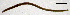  (Fridericia bretscheri - RS2112)  @11 [ ] by-nc-sa (2024) R.M.Schmelz n/a