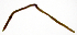  (Fridericia connata - RS2136)  @11 [ ] by-nc-sa (2024) R.M.Schmelz n/a