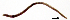  (Fridericia bisetosa - RS2142)  @11 [ ] by-nc-sa (2024) R.M.Schmelz n/a