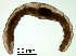  (Cernosvitoviella minor - RS2159)  @11 [ ] by-nc-sa (2024) R.M.Schmelz n/a