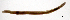 (Fridericia perrieri - RS2185)  @11 [ ] by-nc-sa (2024) R.M.Schmelz n/a