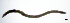  (Fridericia viridula - RS2191)  @11 [ ] by-nc-sa (2024) R.M.Schmelz n/a