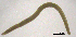  (Henlea ventriculosa - RS2201)  @11 [ ] by-nc-sa (2024) R.M.Schmelz n/a