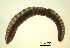  (Pristina jenkinae - RS2224)  @11 [ ] by-nc-sa (2024) R.M.Schmelz n/a