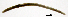  (Mesenchytraeus armatus - RS2247)  @11 [ ] by-nc-sa (2024) R.M.Schmelz n/a