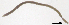 (Fridericia monochaeta - RS2270)  @11 [ ] by-nc-sa (2024) R.M.Schmelz n/a