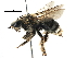  ( - 06712B02-RUS)  @13 [ ] CreativeCommons - Attribution (2016) CBG Photography Group Centre for Biodiversity Genomics