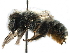  (Osmia RUS01 - 06712B08-RUS)  @15 [ ] CreativeCommons - Attribution (2016) CBG Photography Group Centre for Biodiversity Genomics