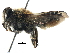  (Megachile RUS02 - 06712B10-RUS)  @15 [ ] CreativeCommons - Attribution (2016) CBG Photography Group Centre for Biodiversity Genomics