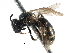  ( - 06712C09-RUS)  @14 [ ] CreativeCommons - Attribution (2016) CBG Photography Group Centre for Biodiversity Genomics