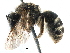  (Lasioglossum mutilum - 06712D03-RUS)  @14 [ ] CreativeCommons - Attribution (2016) CBG Photography Group Centre for Biodiversity Genomics