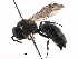  (Hylaeus confusus - 06712E04-RUS)  @15 [ ] CreativeCommons - Attribution (2016) CBG Photography Group Centre for Biodiversity Genomics