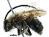  ( - 06712F09-RUS)  @13 [ ] CreativeCommons - Attribution (2016) CBG Photography Group Centre for Biodiversity Genomics