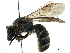  (Lasioglossum upinense - 06712F10-RUS)  @13 [ ] CreativeCommons - Attribution (2016) CBG Photography Group Centre for Biodiversity Genomics