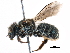  ( - 06712G01-RUS)  @13 [ ] CreativeCommons - Attribution (2016) CBG Photography Group Centre for Biodiversity Genomics