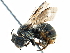  ( - 06712H04-RUS)  @14 [ ] CreativeCommons - Attribution (2016) CBG Photography Group Centre for Biodiversity Genomics