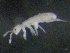  ( - ONTCOL0218)  @12 [ ] CreativeCommons - Attribution (2010) CBG Photography Group Centre for Biodiversity Genomics