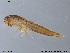  (Nigrobaetis niger - NO-EPH109)  @13 [ ] CreativeCommons - Attribution Non-Commercial Share-Alike (2011) NTNU Museum of Natural History and Archaeology NTNU Museum of Natural History and Archaeology