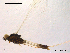  (Paraleptophlebia strandii - NO-EPH28)  @13 [ ] CreativeCommons - Attribution Non-Commercial Share-Alike (2011) NTNU Museum of Natural History and Archaeology NTNU Museum of Natural History and Archaeology