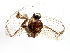  (Siphlonurus sp. XZ2 - 09NBMAY-0846)  @12 [ ] CreativeCommons - Attribution (2012) CBG Photography Group Centre for Biodiversity Genomics