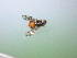  ( - EPMF102)  @13 [ ] Copyright (2012) Unspecified ECOSUR