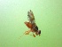  ( - EPMF104)  @12 [ ] Copyright (2012) Unspecified ECOSUR