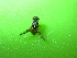  ( - EPMF105)  @12 [ ] Copyright (2012) Unspecified ECOSUR
