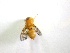  ( - EPMF117)  @12 [ ] Copyright (2012) Unspecified ECOSUR