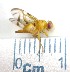  (Anastrepha fraterculus - EPMF118)  @12 [ ] Copyright (2012) Unspecified ECOSUR