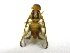  ( - EPMF177)  @13 [ ] Copyright (2012) Unspecified ECOSUR