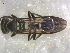  (Polybia sp. AO3 - EPMF213)  @13 [ ] Copyright (2013) Unspecified ECOSUR