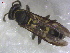  (Polybia sp. AO5 - EPMF221)  @13 [ ] Copyright (2013) Unspecified ECOSUR