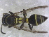  (Polybia sp. AO7 - EPMF238)  @13 [ ] Copyright (2013) Unspecified ECOSUR