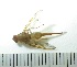  (Anastrepha bezzii - EPMF254)  @12 [ ] Copyright (2013) Unspecified ECOSUR