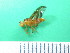  (Anastrepha striata - Sample-EPMF20)  @13 [ ] Unspecified (default): All Rights Reserved  A. Oropeza Unspecified