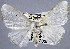  (Arctornis sp. ADK7401 - USNM ENT 00510826)  @11 [ ] Unspecified (default): All Rights Reserved  Unspecified Unspecified