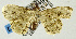  ( - USNM ENT 00511385)  @13 [ ] CreativeCommons - Attribution Share-Alike (2016) Unspecified National Museum of Natural History, Smithsonian Institution