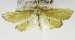  (Parotis sp. AAL8459 - USNM ENT 00700952)  @14 [ ] Unspecified (default): All Rights Reserved  Unspecified Unspecified