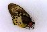 ( - USNM ENT 00719357)  @11 [ ] Unspecified (default): All Rights Reserved  Unspecified Unspecified
